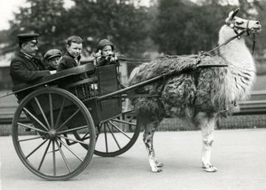 Promenade en charrette à lama avec gardien et enfants au zoo de Londres, mai 1914 - Frederick William Bond